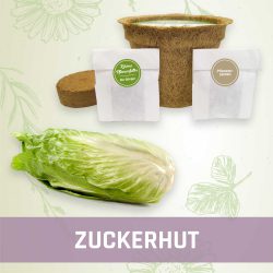 Produktfoto Zuckerhut Gemüse Kleines Beet