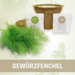 Produktfoto Gewürzfenchel Kräuter Kleines Beet