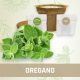 Produktfoto Oregano Kräuter Kleines Beet