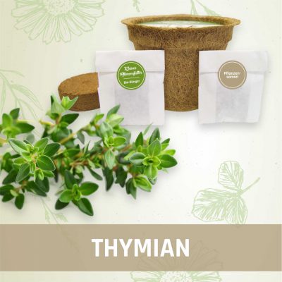 Produktfoto Thymian Kräuter Kleines Beet