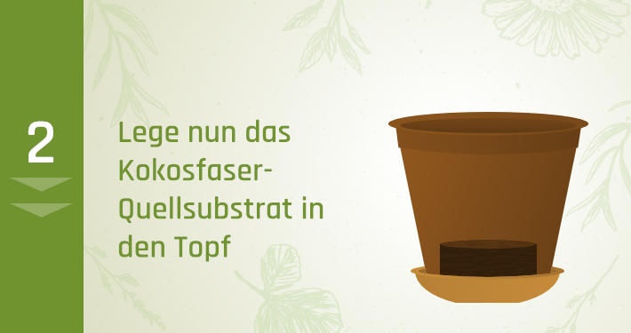 2. Lege nun das Kokosfaser-Quellsubstrat in den Topf