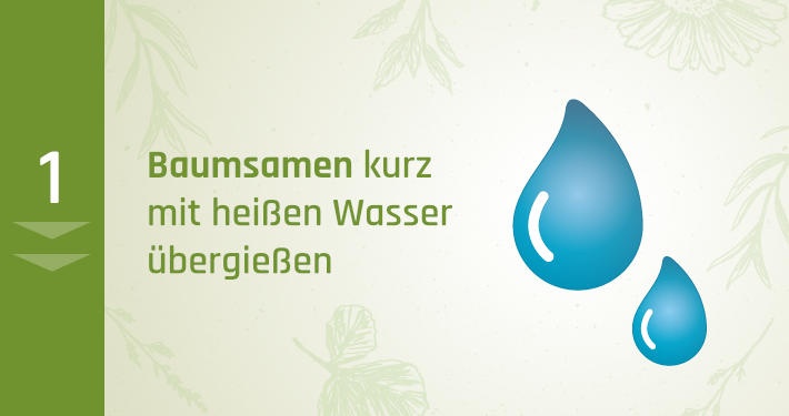 1. Baumsamen kurz mit heißen Wasser übergießen