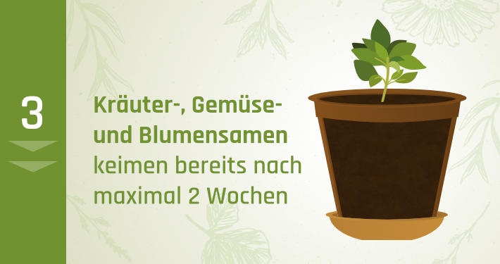 3. Kräuter-, Gemüse- und Blumensamen keimen bereits nach maximal 2 Wochen